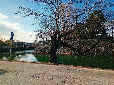 ポム ダムール 彦根 関西おいしいものとおでかけ日記