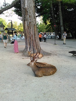 2015.08.15 東大寺万燈供養 (4).jpg
