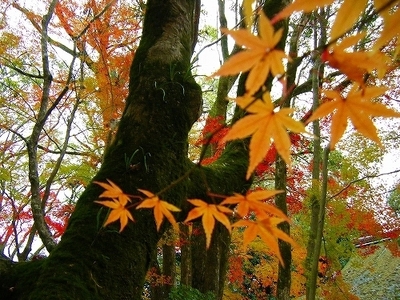 DSCF1106.jpg