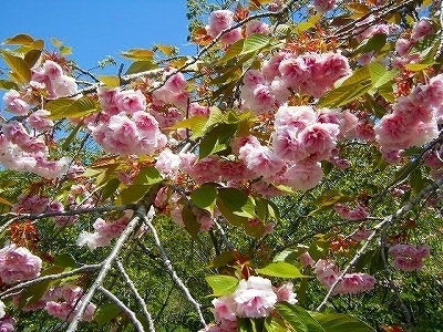 DSCF5096.jpg
