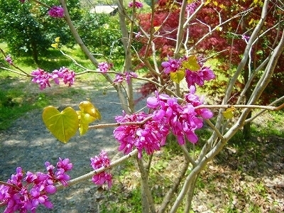 DSCF5118.jpg