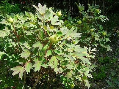 DSCF5119.jpg