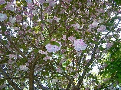 DSCF5145.jpg