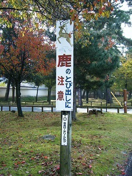 DSCF9768.jpg