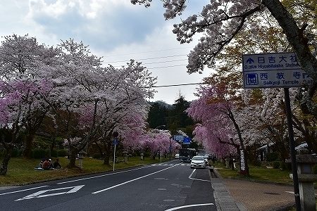 DSC_0017.jpg