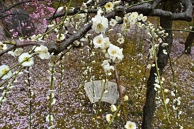DSC_0041.jpg
