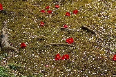 DSC_0086.jpg