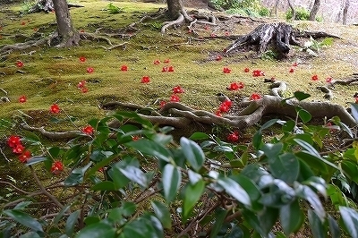 DSC_0093.jpg