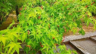 DSC_1206.jpg