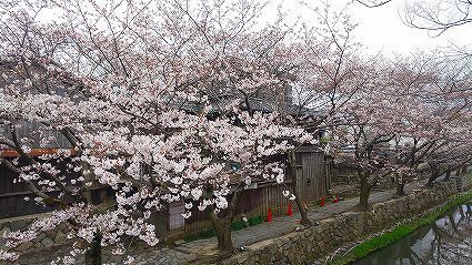 ゴーイング 八幡堀 (3).jpg