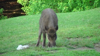 PIC_0296.jpg