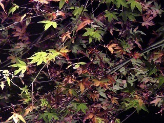 PIC_0897.jpg