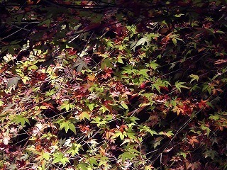 PIC_0899.jpg